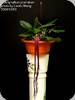 Bulbophyllum plumatum